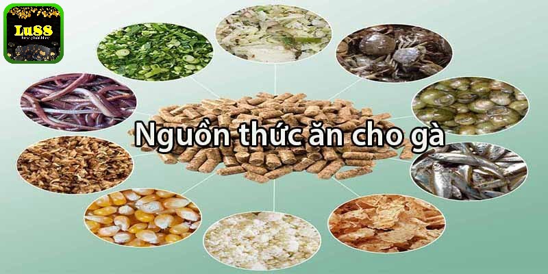 Dinh dưỡng gà chọi con 1 tháng tuổi