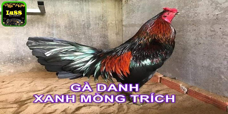 Điểm qua các chiến kê xuất sắc của gà danh